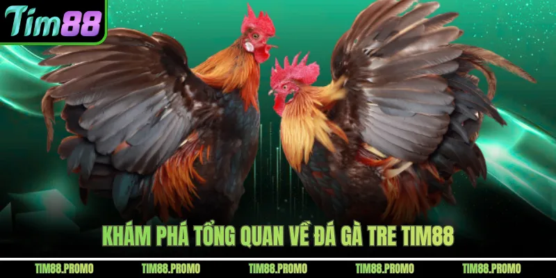 Khám phá tổng quan về đá gà tre Tim88