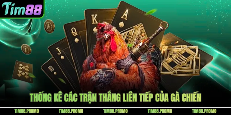 Thống kê các trận thắng liên tiếp của gà chiến